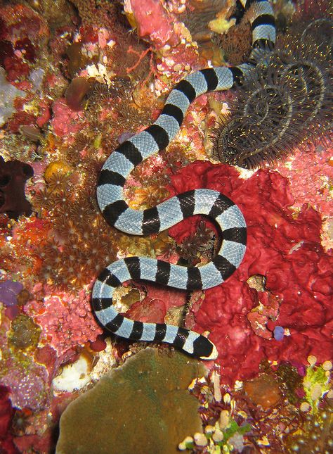 Banded Sea Snake (Laticauda colubrina) Sea Krait, Cool Snakes, Sea Snake, Beautiful Snakes, Animal References, Underwater Creatures, Underwater Life, The Coral, Snake Tattoo