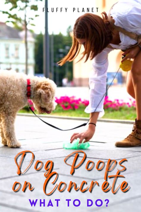 Dog Poops on Concrete – What to Do? Stop Cats From Pooping In Yard, Dog Pooping In House, How To Fix Grass From Dog Urine, Dog Poop Area, How To Keep Dogs From Pooping In My Yard, No Pooping Dog Signs, Clean Concrete, Seasonal Cleaning, Dog Area