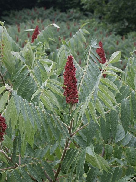 Rhus typhina (Staghorn Sumac) | North Carolina Extension Gardener Plant Toolbox Rhus Typhina, Staghorn Sumac, Tool Box, Landscape Design, North Carolina, Plants, Landscape Designs