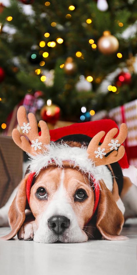 Family Pictures With Dogs, Christmas Wallpaper Laptop, Merry Christmas Dogs, Pictures With Dogs, Dogs In Christmas, Christmas Letter Board, Newborn Christmas Pictures, Christmas Pictures Kids, Christmas Pet Photos