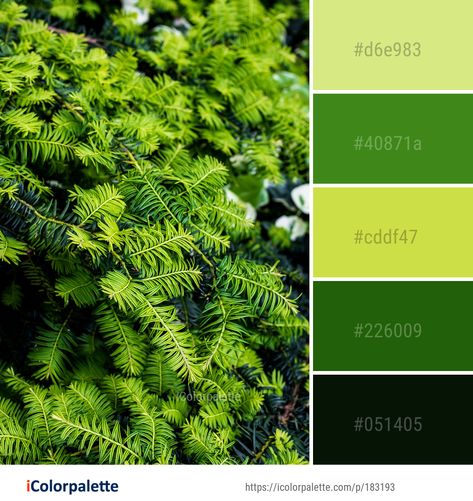 Color palette theme related to biome, branch, evergreen, fern, ferns and horsetails, Image, plant, terrestrial plant, tree, vascular plant, vegetation, .  Download color palette as Pdf, Adobe swatch and more. Fern Color Palette, Rainforest Colour Palette, Forest Color Pallette, Color Palette Forest Nature, Color Pallets Green Nature, Soothing Paint Colors, Fern Images, Vascular Plant, Nature Color Palette