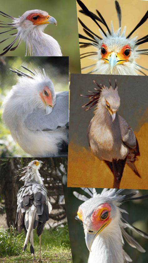 This is just a couple of random photos I found and put together for reference images of the Secretary bird!! They are gorgeous birds that give off regal vibes. It’s amazing!! The Secretary Bird, References For Drawing, Horses Design, Secretary Bird, Majestic Birds, Animal References, Plan Drawing, How To Make Comics, Horse Designs