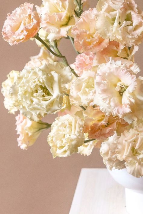 close up of champagne lisianthus Peach Lisianthus Flower, Pink And Champagne Wedding Flowers, Light Pink Lisianthus, Chic Wedding Color Palette, Champagne Lisianthus, Apricot Lisianthus, Yellow Lisianthus, Cream Lisianthus, Blush Lisianthus