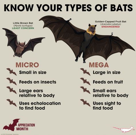 Bat Types, Bat Anatomy, Animal Knowledge, Bumblebee Bat, Bat Facts, Bat Species, Hairless Cats, Cool Facts, Bat Flying