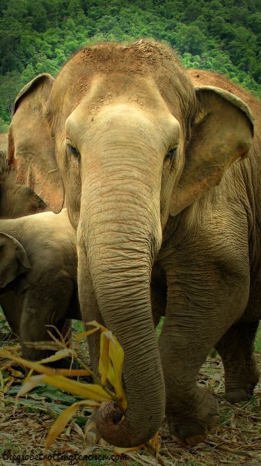 When you type the search terms “why you should not ride elephants” into a Google search, over 2,000,000 results are returned.I’m adding to that number with this blog post.Why? Elephant Nature Park, African Buffalo, Wildlife Travel, Safari Adventure, Most Beautiful Animals, Nature Park, Chiang Mai Thailand, Pretty Animals, Whale Watching