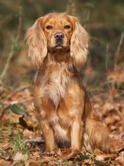 "Stunning!" Working cocker spaniel. Working English Cocker Spaniel, Red Cocker Spaniel, Working Spaniel, Working Cocker Spaniel, Working Cocker, Dream Goals, Cocker Spaniel Puppies, Dog Pics, Sick Dog