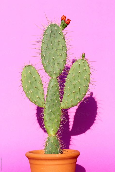 Cactus With Flowers, Happy Tips, Opuntia Cactus, Cactus Paintings, Cactus Pictures, Cactus Decor, Trending Pins, Cactus Design, Cactus Art