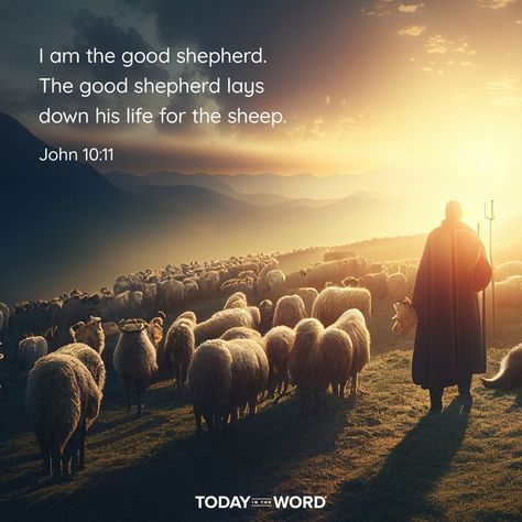 I am the good shepherd. The good shepherd lays down his life for the sheep. - JOHN 10:11 Today in the Word - a daily devotional Bible study🙏 #Christian #bibleverses #christianquotes John 10 11, I Am The Good Shepherd, Devotional Bible, Creature Of Habit, Good Shepherd, Bible Devotions, The Good Shepherd, The Sheep, Daily Devotional