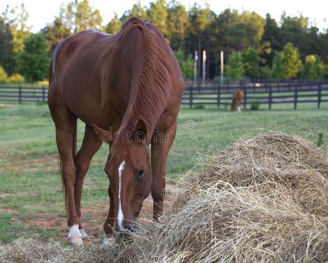 Horse Sitting Down, Horse In Pasture, Horses In A Pasture, Field Poses, Horse Eating, Horses In Autumn, Horse Eating Grass Drawing, Horse Brown, Brown Horse Photography