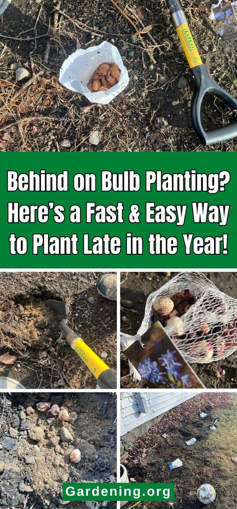 Behind on Bulb Planting? Here’s How to Plant Late in the Year! Growing Bulbs In Pots, How To Plant Bulbs In Containers, Bulb Planter Ideas, Plant Bulbs In Containers, How To Plant Tulip Bulbs, Planting Onions Bulbs, Bulb Planting Ideas, When To Plant Tulip Bulbs, When To Plant Bulbs