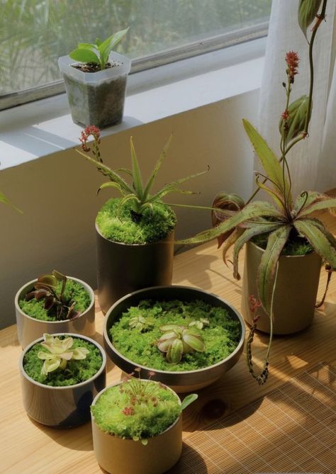 Carnivorous House Plants, Terrarium Carnivorous Plants, Conophytum Burgeri, Carnivorous Plant Bog Garden, Bog Garden Carnivorous Plants, Small Water Gardens, Unusual Planter, Indoor Water Garden, Bog Garden