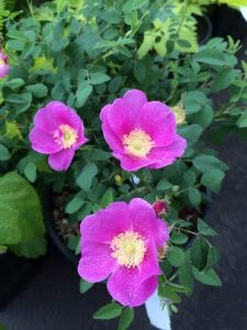 Rosa nutkana 'Xera Pink' - Xera Plants Nootka Rose, Oregon Garden, Single Flowers, Native Plant Gardening, Flowers Wild, Designer Baby Clothes, Willamette Valley, Time Design, Rock Design