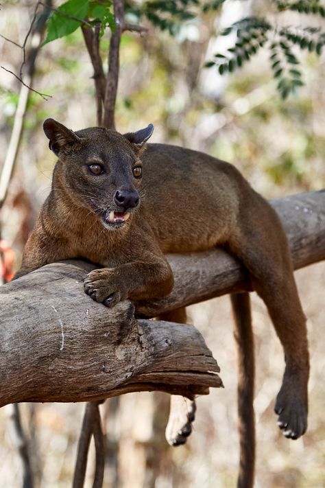 Fossa (Cryptoprocta ferox) / Fossa / Image by Andreas P. Just from fotocommunity.de Popliteal Fossa, Fossa Animal, Nature Wallpapers Aesthetic, Aesthetic Wildlife, Madagascar Animals, Nature Aesthetic Wallpaper, Tattoo Nature, Animal Print Wallpaper, Animated Animals