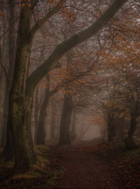 Autumn England, Autumn Outdoors, Worcestershire England, Autumn Dark, Brown Forest, Autumn Woods, Dark Autumn, Brasov, Autumn Scenery