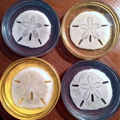 DIY Sand Dollar Resin Coasters | Show off your "crafty" side with these 13 Sand Dollar Art Ideas | Easy DIY Project | Coastal Art | Seashell Art https://seasyourday.com/13-sand-dollar-art-and-craft-ideas Sandollar Crafts, Sand Ideas, Basic Crafts, Seashell Resin, Shells Decor, Seashell Gifts, Sand Dollar Craft, Sand Dollar Art, Seashell Wind Chimes