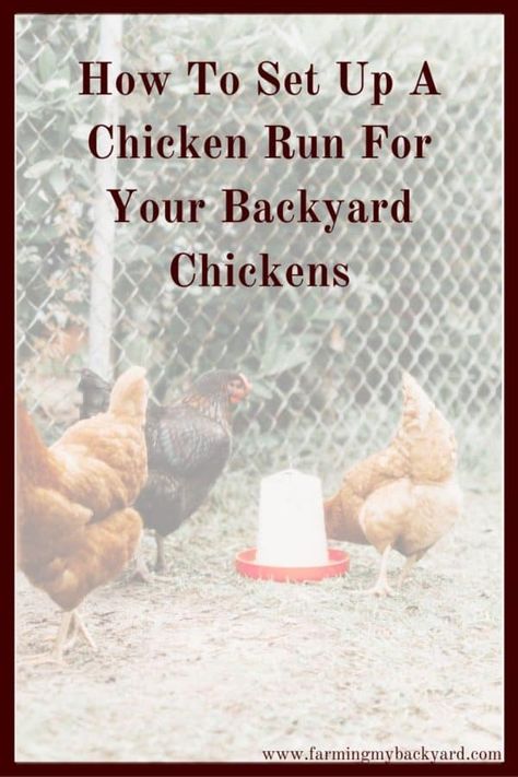 Birds Home, Chicken Tractors, Chicken Owner, Backyard Chicken Farming, Best Chicken Coop, Chicken Run, Raising Backyard Chickens, Coop Plans, Keeping Chickens