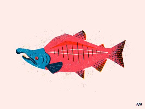 Fishes Illustration, Salmon Design, Sockeye Salmon Tattoo, Salmon Reference, Salmon Art, Salmon Cartoon, Sockeye Salmon Drawing, Salmon Illustration, Salmon Graphic Design