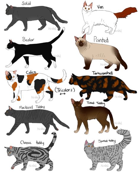 The cat book. - Choose your coat color and name - Wattpad Calico Cat Names, Cat Breeds Chart, Cat Anatomy, Cat Language, Rare Cats, Types Of Cats, Warrior Cats Art, Cat Facts, Warrior Cat