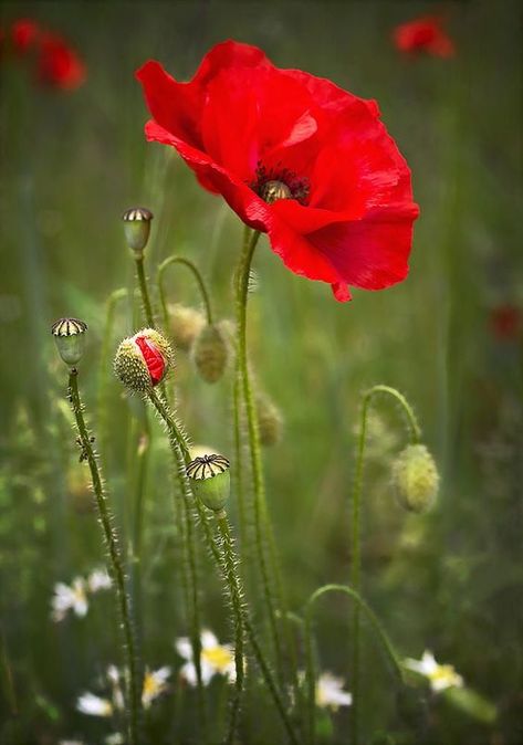 Poppy Field, Red And Orange, Red Poppies, Poppies, Swift, Orange, Flowers, Red