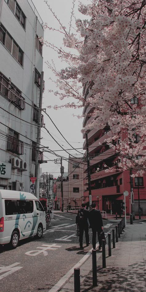 Late Replies, Cherry Blossom Trees, Blossom Trees, Mark Lee, Cherry Blossom, Blossom, Cherry, Trees, Road