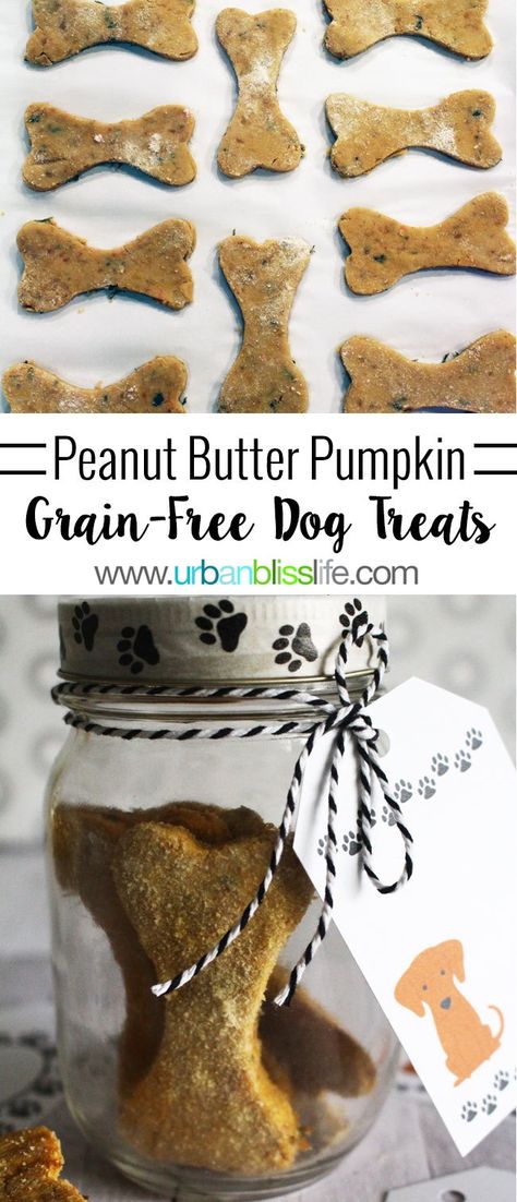 Grain-Free Peanut Butter Pumpkin Dog Treats Grain Free Dog Treats, Danny Dog, Dog Treats Recipe, Dog Treats Grain Free, Dog Biscuit Recipes, Peanut Butter Pumpkin, Pumpkin Dog Treats, Food Dog, Diy Dog Treats