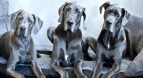 Blue Great Danes, Dane Puppies, Dental Tourism, Great Danes, Great Dane Puppy, Dane Dog, Giant Dogs, Great Dane Dogs, Weimaraner