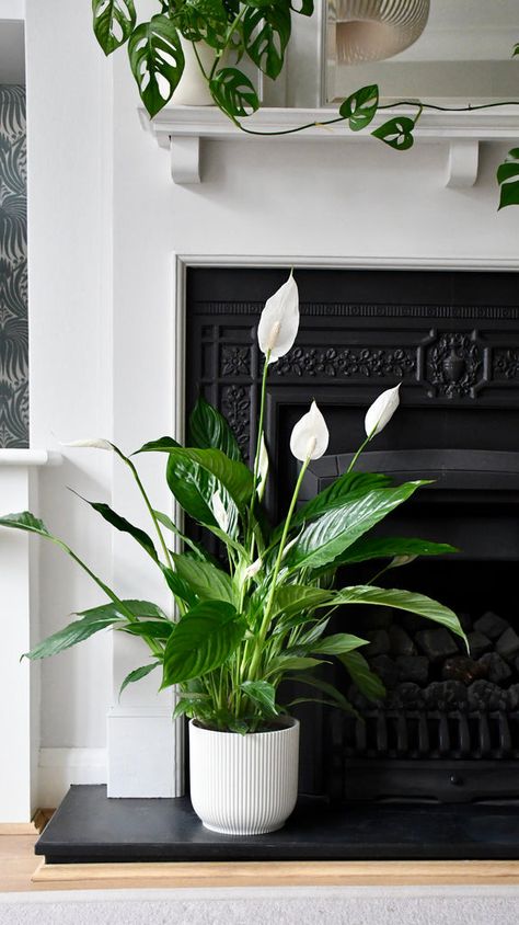 Help! My Peace Lily is Drooping: Common Causes and Solutions Lilly Plants, Peace Plant, Peace Lillies, Easy Care Houseplants, Rainforest Plants, Yellow Plants, House Plant Pots, Lily Plants, Plant Delivery