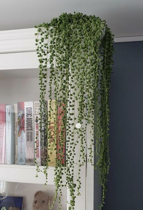 Hanging Plant Ideas, Plant Room Aesthetic, Indoor Plant Ideas, Hanging Indoor Plants, Tennessee House, نباتات منزلية, Living Room Plants, Hanging Plants Indoor, Inside Plants