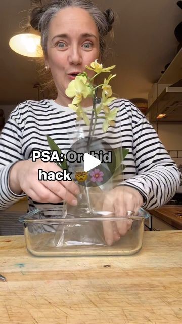 Mrs Clare Hooper on Instagram: "Have you ever tried this orchid hack? Ours live on the windowsill and they’re thriving 🌸🫶" Orchid Wall Planter, Orchid In Terrarium, Orchid Container Ideas, Orchid Display Ideas Indoor, Orchid Pots Ideas, Plant Tricks, Looking After Orchids, Orchid Ideas, Window Sill Plants