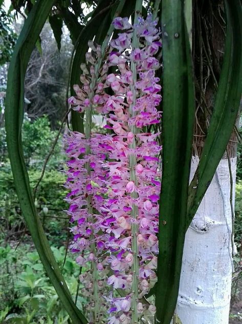 Beautiful orchid of Assam.In Assam, the kopou phool, or the foxtail orchid, the pinkish-white flower that blooms in April and resembles a fox's tail, was accorded the status of state flower in 2003. Kopou Phool, Foxtail Orchid, Beautiful Orchids, White Flower, White Flowers, Orchids, Flowers, White, Quick Saves