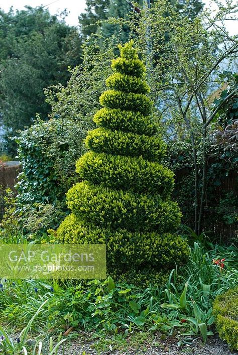 Spiral box topiary with fresh spring shoots - The Crossing House, Shepreth, Cambridge Spiral Trees Front Yard, Herb Spiral Garden Design, Stone Spiral Garden, Boxwood Shapes, Herbal Spiral Garden, Box Topiary, Rice Image, Spiral Topiary, Nest Ideas