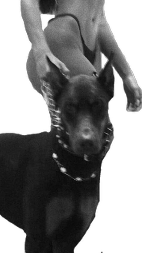 Wallpaper Scary, Images Terrifiantes, Scary Dogs, Scary Wallpaper, Image Swag, Doberman Dogs, Art Wallpaper Iphone, Scary Art, Black Aesthetic Wallpaper