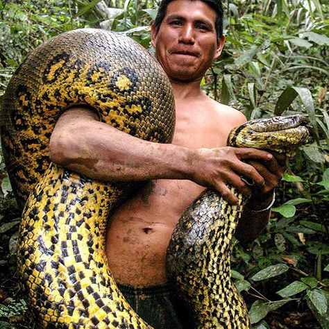 Anacondas await you in the Peruvian Amazon of @visitsouthamerica.co. Be sure to keep your eyes peeled for them! Tag a friend that should see this and remember to follow @visitsouthamerica.co for all your travel needs! Photo by @paulrosolie #earthfocus #instafollow #L4L #followback #awesome Man Handling, Holding Snake, Reptile Man, Cordon Blue, Large Snake, Amazon Forest, Largest Snake, Rainforest Animals, Amazon River