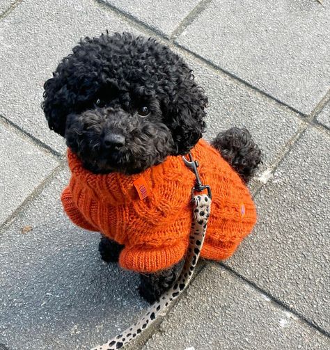 Toy Poodle Miniature, Black Poodle Halloween Costume, Chocolate Poodle Miniature, Black Poodle Aesthetic, Mini Poodle Haircut, Black Toy Poodle, Toy Poodle Haircut, Toy Poodle Puppy, Mini Poodle