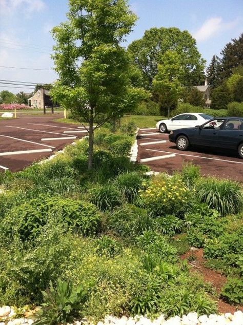 Rain garden between parking bays in the new visitor lot. Stormwater from the rain garden empties into swales leading to wetland pond - Black Rock Sanctuary | Landscape Performance Series Parking Lot Garden, Green Parking Lot, Pond Edging, Green Parking, Parking Lot Architecture, Wu Wei, Stormwater Management, Low Maintenance Landscaping, Garden Park