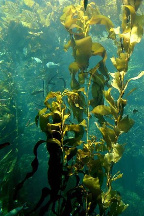 What are the Benefits of Using Liquid Seaweed Fertilizer. Underwater Plants, Fauna Marina, Kelp Forest, Sea Plants, Sea Kelp, History For Kids, Underwater World, Ocean Life, Lesson Plan