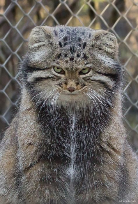 Cat Atonomy, Manul Cat, Pallas Cats, Pallas Cat, Pallas's Cat, Exotic Cats, Pretty Animals, Cheetahs, Silly Animals