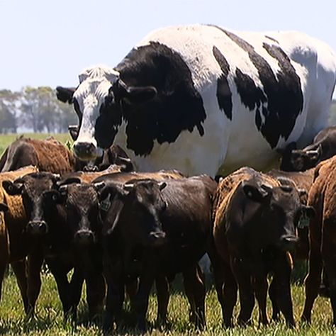 Big Cow, Cow Names, Fat Cow, Tall Girl Problems, Funny Animal Photos, Large Animals, Animal Photo, Dog House, Guinness