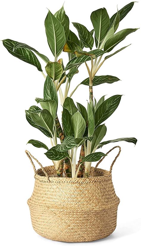 Potted Floor Plants Indoor, Woven Basket Planter, Plants In Bowls Planters, Plant In Wicker Basket, Rattan Planters Indoor, Basket Pots For Plants, Faux Plant In Basket, Wicker Basket Planter, Home Decor Png