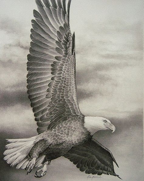 Eagle Pic, Eagle Drawing Easy, Flight Drawing, Eagles Tattoo, Eagle Pattern, Eagle Drawing, Eagle In Flight, Eagle Tattoos, Eagle Art