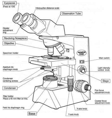 Parts of a Microscope | Back to Microscopy Microscopy Biology Notes, Light Microscope Drawing, Microscope Drawing, Micro Biology, Light Microscope, Science Revision, Microscope Parts, Microscopic Photography, Science Tools