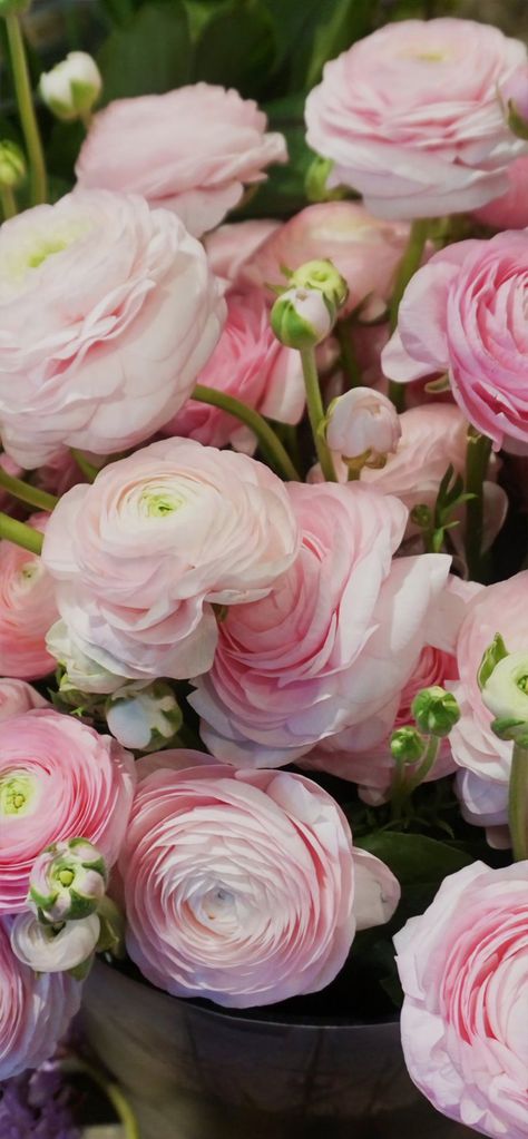 Ranunculus Wallpaper, Flower Boquet, Rose Flower Wallpaper, Wonderful Flowers, Lavender Pink, Flower Therapy, Beautiful Bouquet Of Flowers, Favorite Flowers, Ranunculus