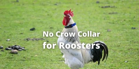 Chicken Coop Fan, Sleep Late, Chicken Feeders, Portable Chicken Coop, Best Chicken Coop, Pet Chickens, Chicken Breeds, Chicken Coop, Rooster