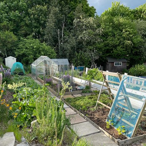 💚It’s been 5 years since I took on my plot💚 A neglected, nettle ridden space with a huge poly tunnel frame that took up almost the whole plot and on a slope just for good measure 😂 A lot of hard graft has gone into this space but it’s been so worth it. Every year I’ve grown an abundance of fresh organic fruit & veg, even in year 1! I took the plot on mid March and had potatoes planted by the end of March. There was no way I was missing out on a years growing 😏 Having an allotment plot has ... New Build Garden, Poly Tunnel, Homegrown Food, Organic Fruit, Im Excited, Year 1, Fruit And Veg, Growing Food, Kitchen Garden