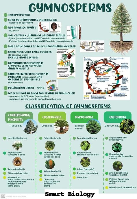 Smart Biology - Gymnosperms. Tap to see. Botany Study Notes, Plant Kingdom Notes Neet, Plant Kingdom Mind Map, Taxonomy Biology Notes, Bryophytes Notes, Morphology Of Flowering Plants Notes For Neet, Bsc 1st Year Botany Notes, Plant Kingdom Notes Class 11 Neet, Kingdom Plantae Notes