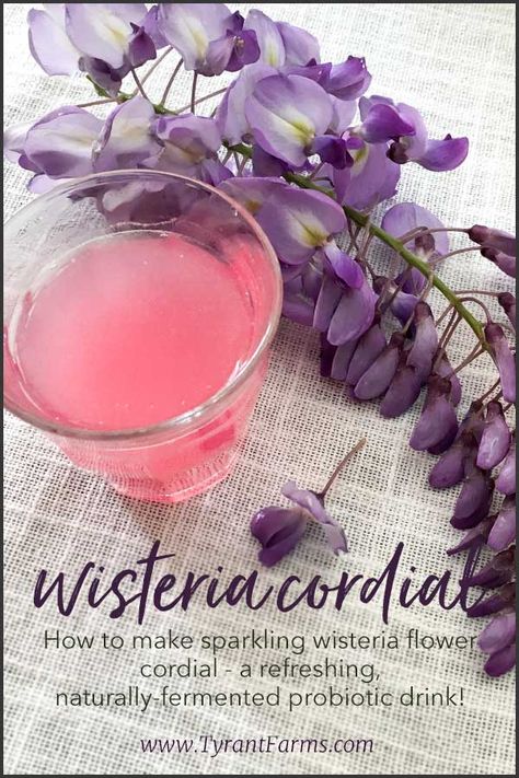 How to make Wisteria flower cordial - a delicious and naturally fermented drink! #fermented #cordial #wisteria #eattheweeds #tyrantfarms Wisteria Syrup, Wisteria Recipes, Foraged Recipes, Forage Recipes, Eating Flowers, Cordial Recipe, Edible Flowers Recipes, Wisteria Flower, Wisteria Flowers