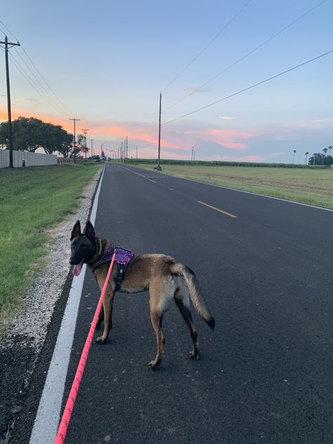 Walking German Shepherd Aesthetic, Running With Dog Aesthetic, I Miss My Cat, Malinois Dog, Belgian Shepherd, Dream's Cat, Belgian Malinois, Dog Runs, Dog Gear