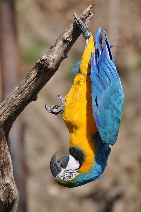 Blue And Gold Macaw, Girl Scout Troop, Bird Watcher, Desktop Pictures, Pretty Horses, Action Poses, Wild Birds, Blue And Gold, Bird Feathers