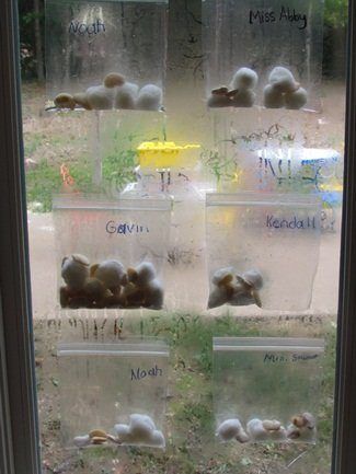 Today we planted beans in a bag! Simple and fun activity to talk about the growth of a bean with your preschoolers. Bean Growing, Teaching Plants, Growing Beans, Spring Science, Storytime Crafts, Teach Preschool, Animal Themes, Science Camp, Preschool Letter