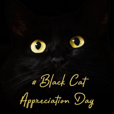 Black Cat Appriciation Day Celebrated on August 17th. It is the perfect time to get your cat a treat or even a gift. Happy Black Cat, Black Cat Day, Black Cat Appreciation Day, Happy Black, Canada Day, Cat Day, Pet Care, Black Cat, Pet